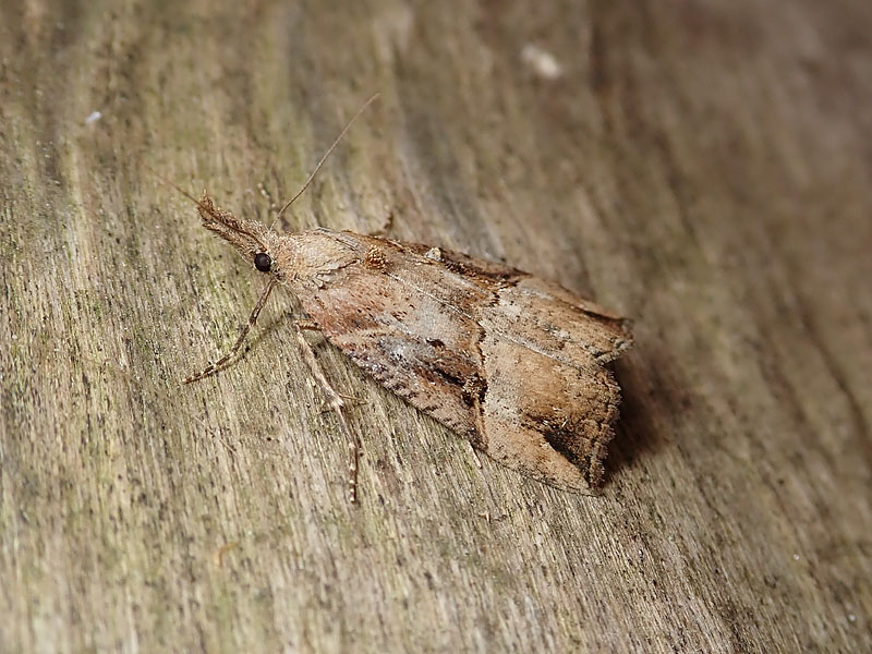 da identificare: Crambidae??  No, Erebidae: Hypena rostralis